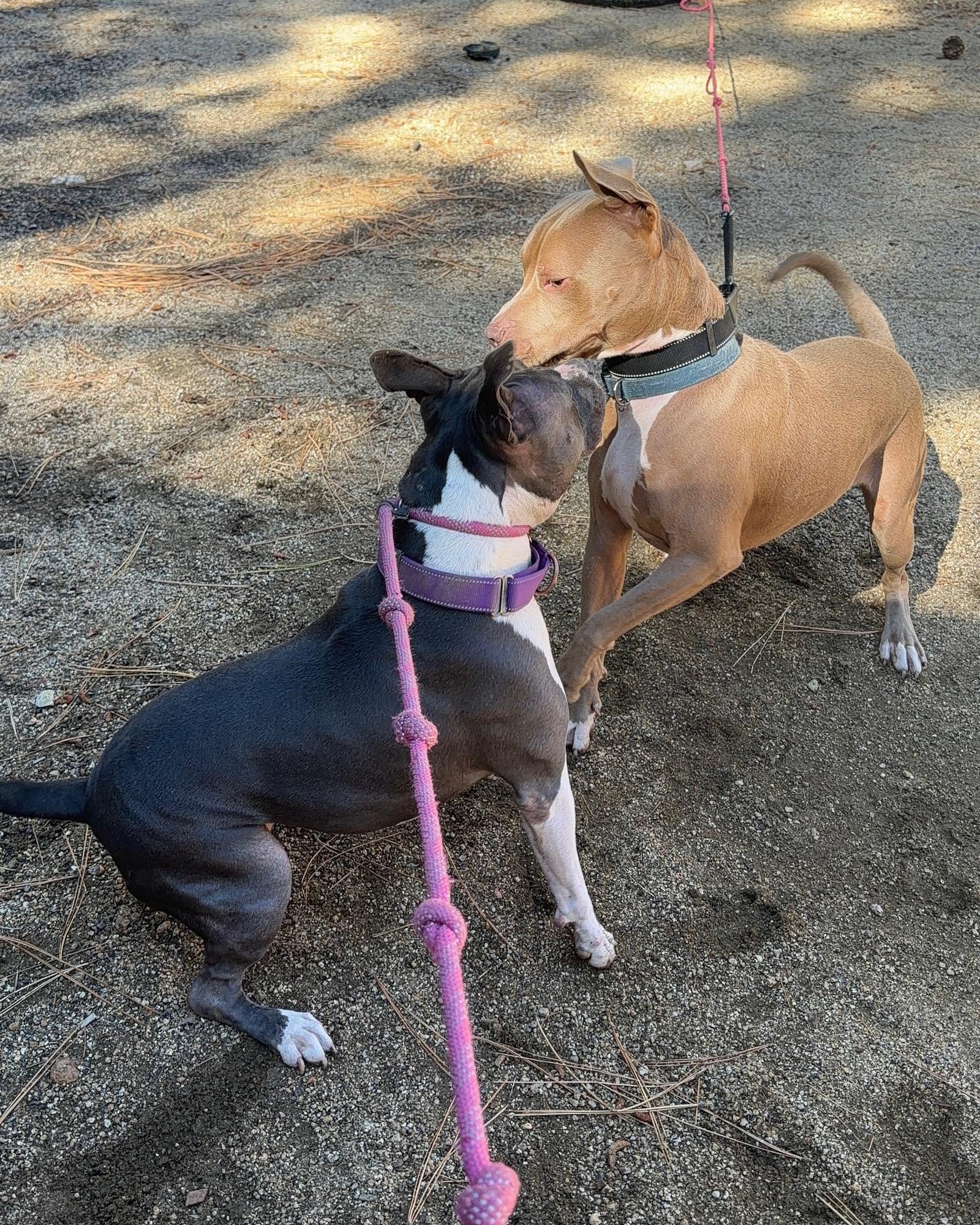 Baya and June Bug playing