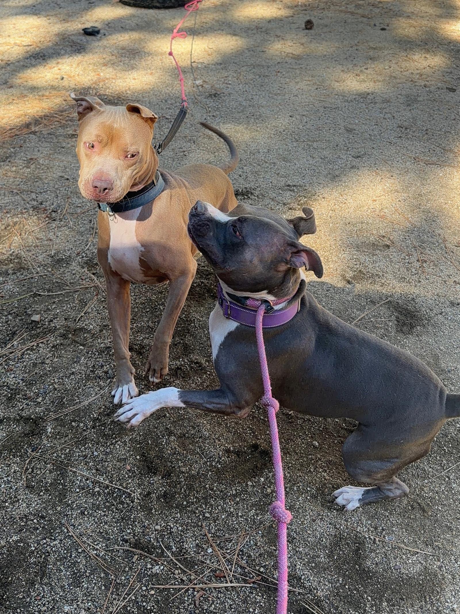 Baya and June Bug playing