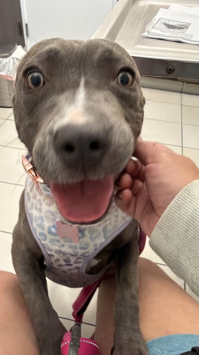 Stella